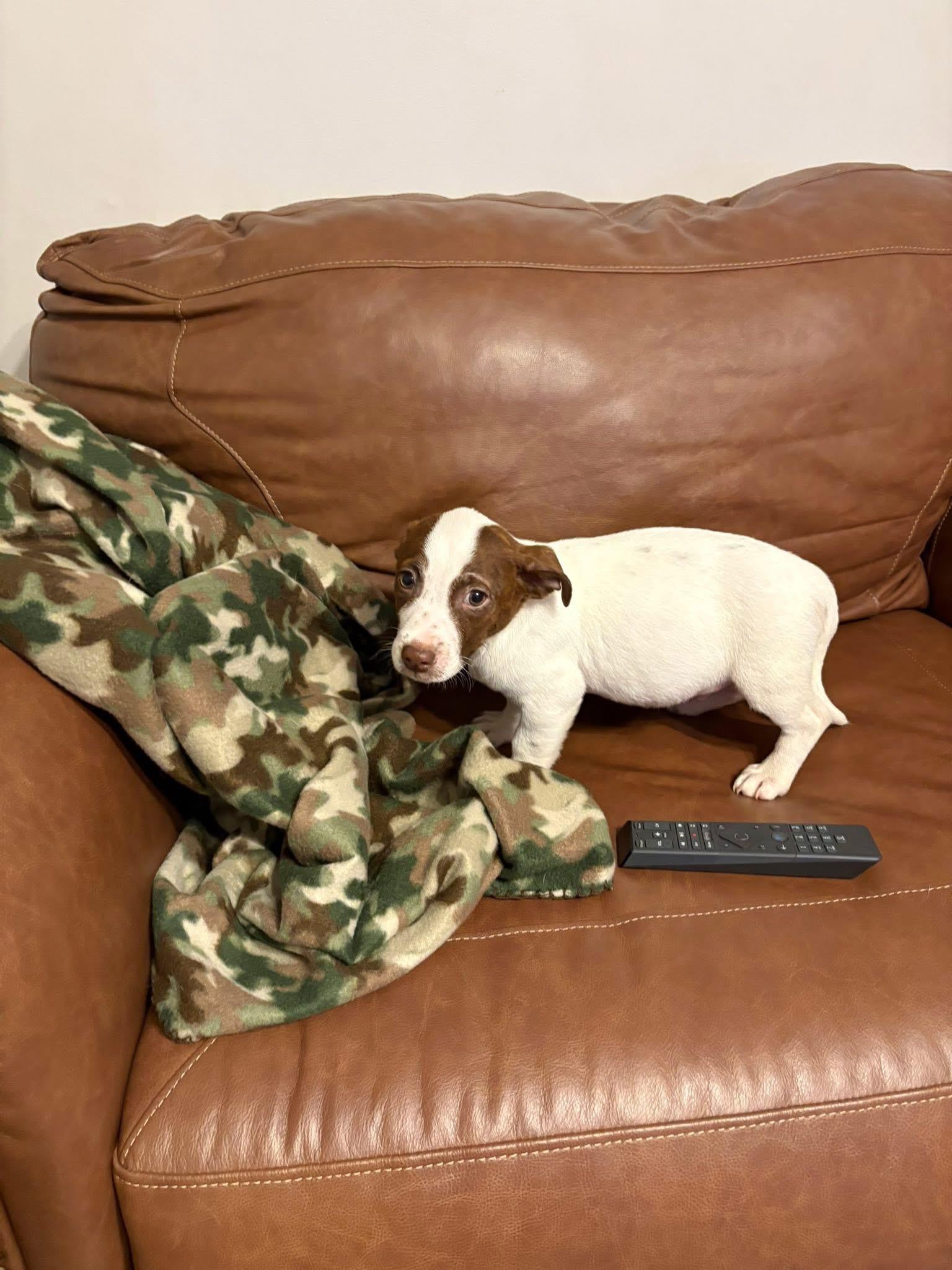 Enlarge Pudding, a Adoptable Terrier in Berlin, NJ image 1/3