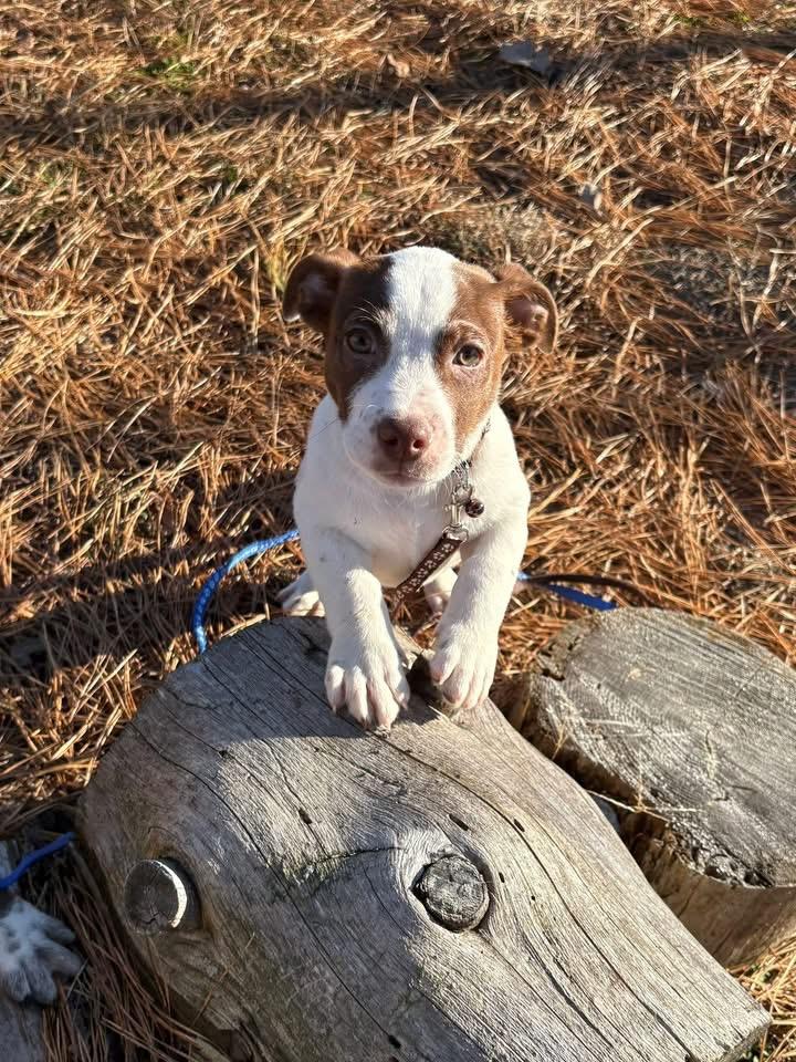 Enlarge Pudding, a Adoptable Terrier in Berlin, NJ image 2/3
