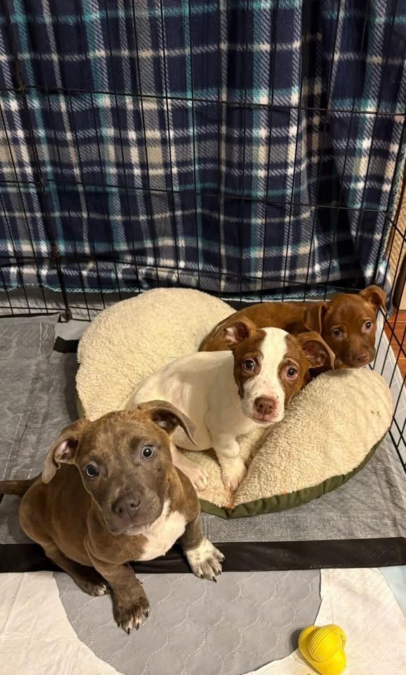 Enlarge Pudding, a Adoptable Terrier in Berlin, NJ image 3/3