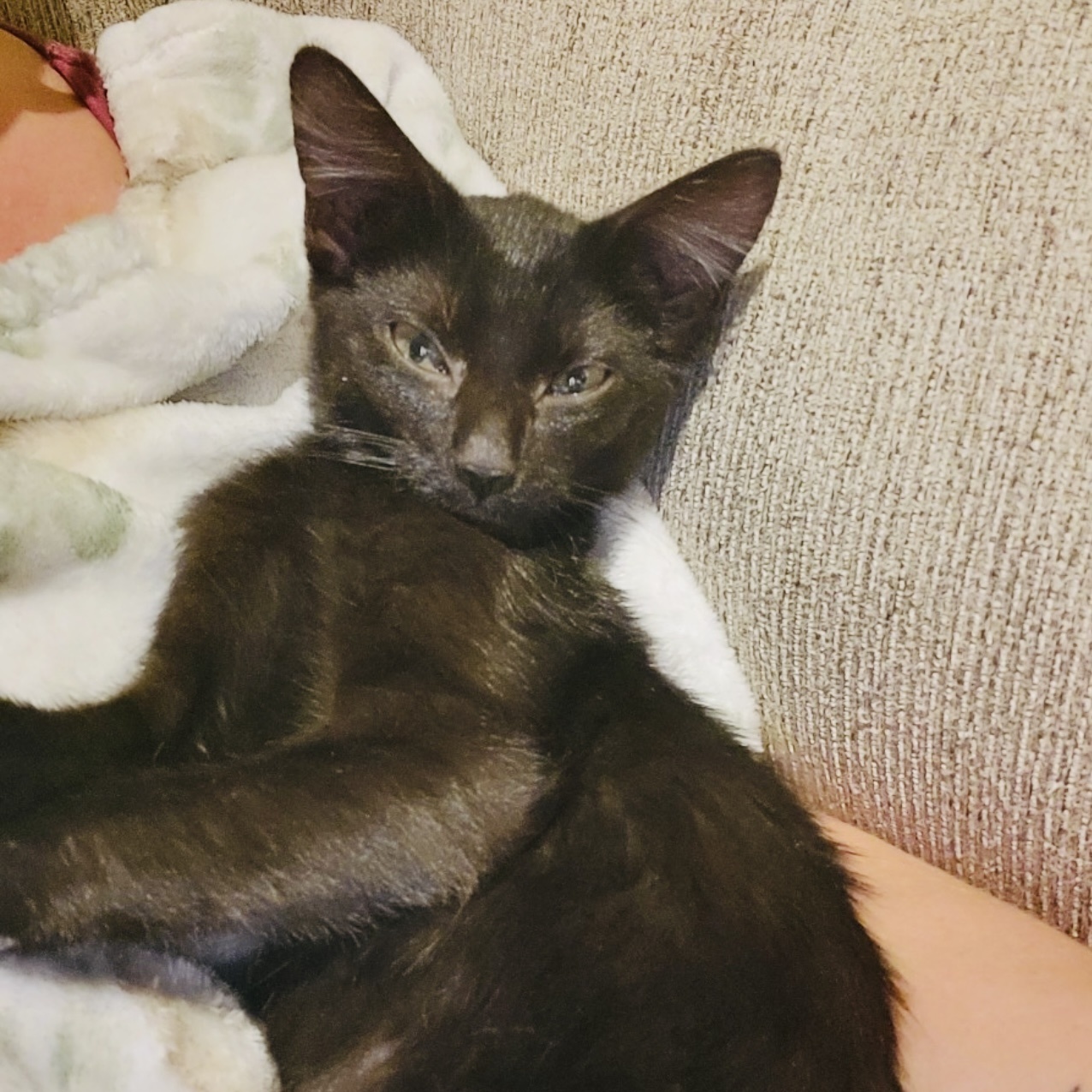 Cat for adoption Yoda, a Domestic Short Hair in Joliet, IL Petfinder