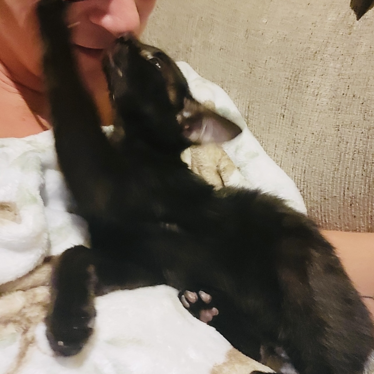 Cat for adoption Yoda, a Domestic Short Hair in Joliet, IL Petfinder