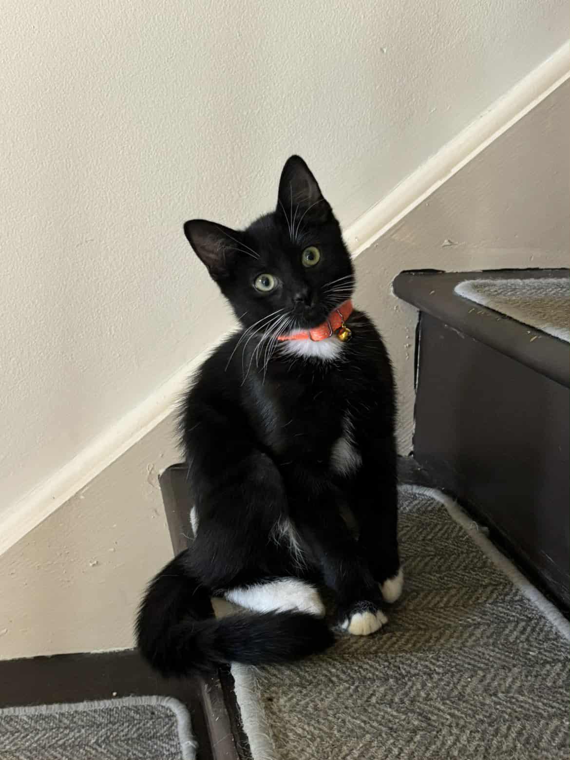 Enzo, a Adoptable American Shorthair in Blue Bell, PA image 2/5