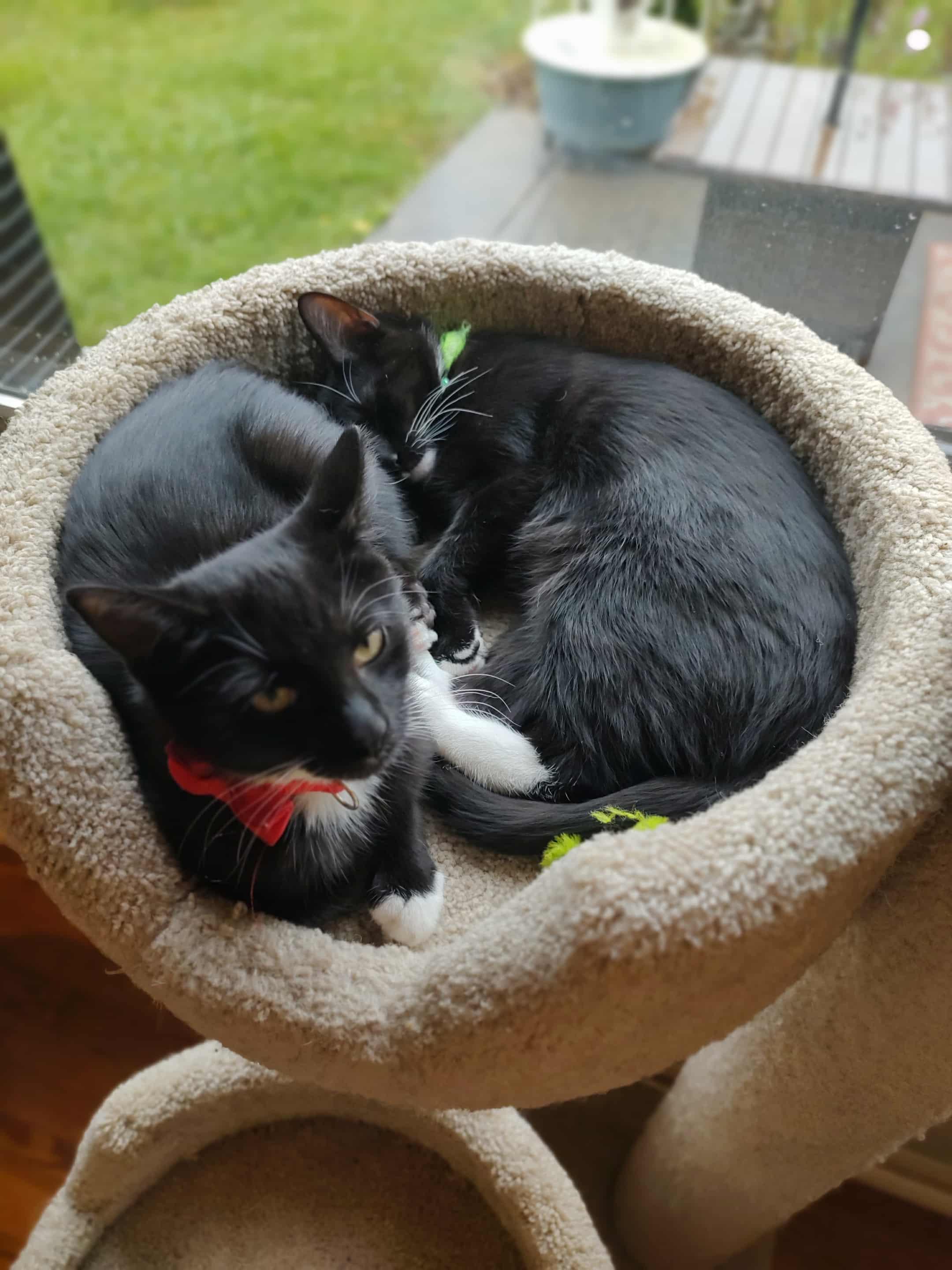 Enzo, a Adoptable American Shorthair in Blue Bell, PA image 3/5