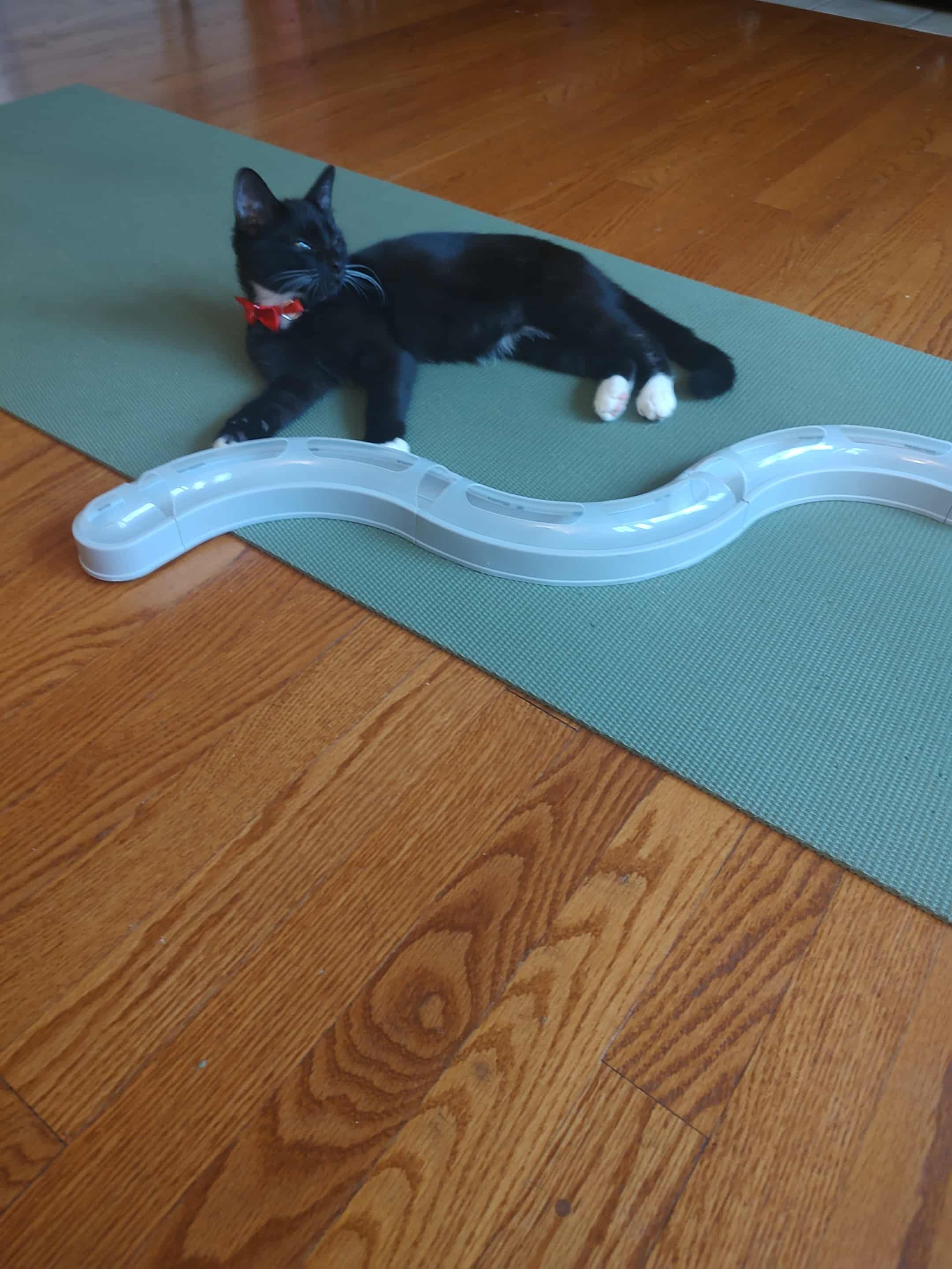 Enzo, a Adoptable American Shorthair in Blue Bell, PA image 4/5