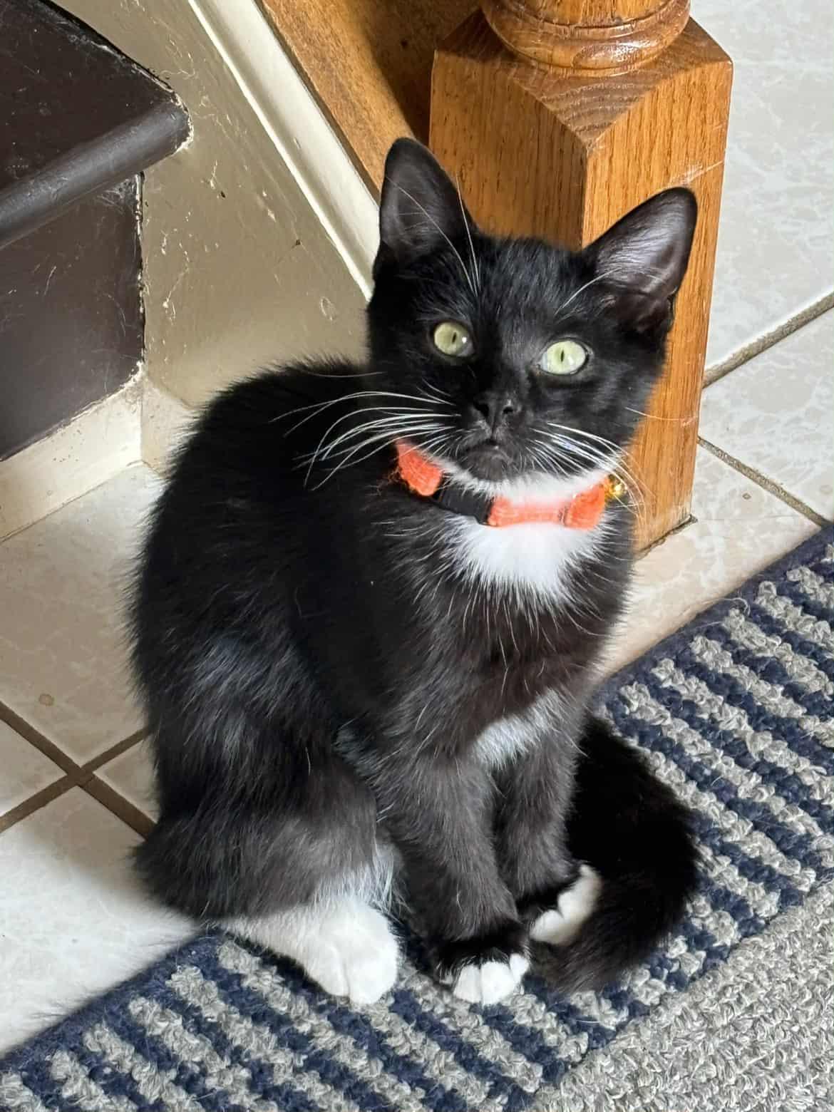 Enzo, a Adoptable American Shorthair in Blue Bell, PA image 5/5