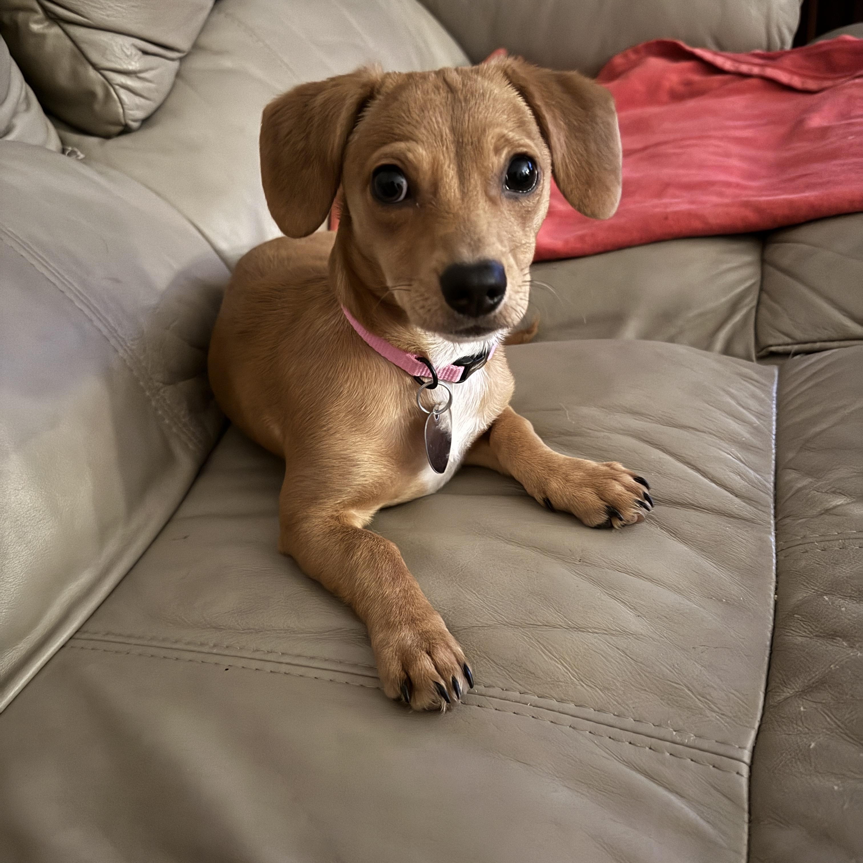 Georgina - Puppy