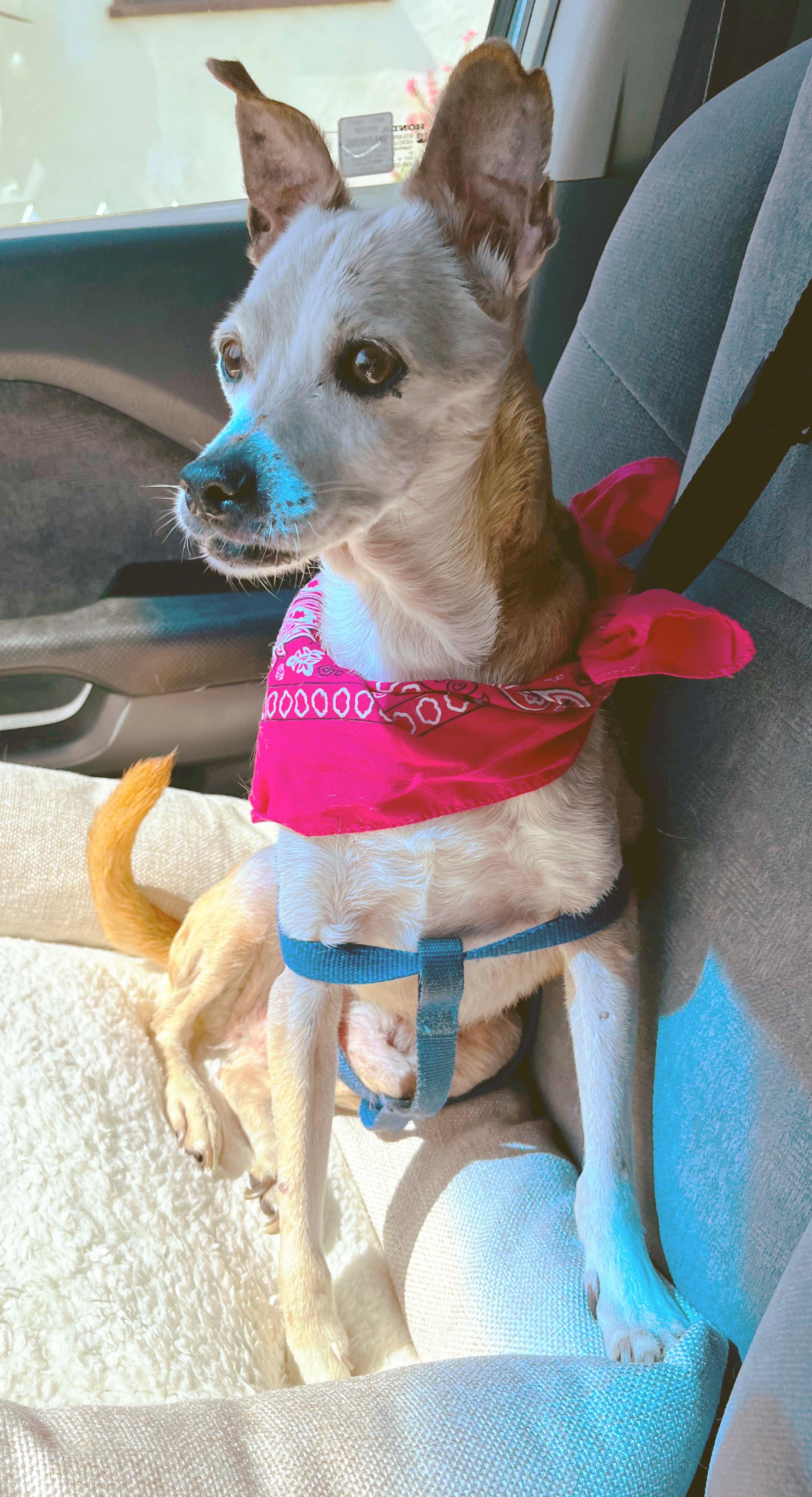 Cooper, a Adoptable mixed breed in Santa Paula, CA image 1/3