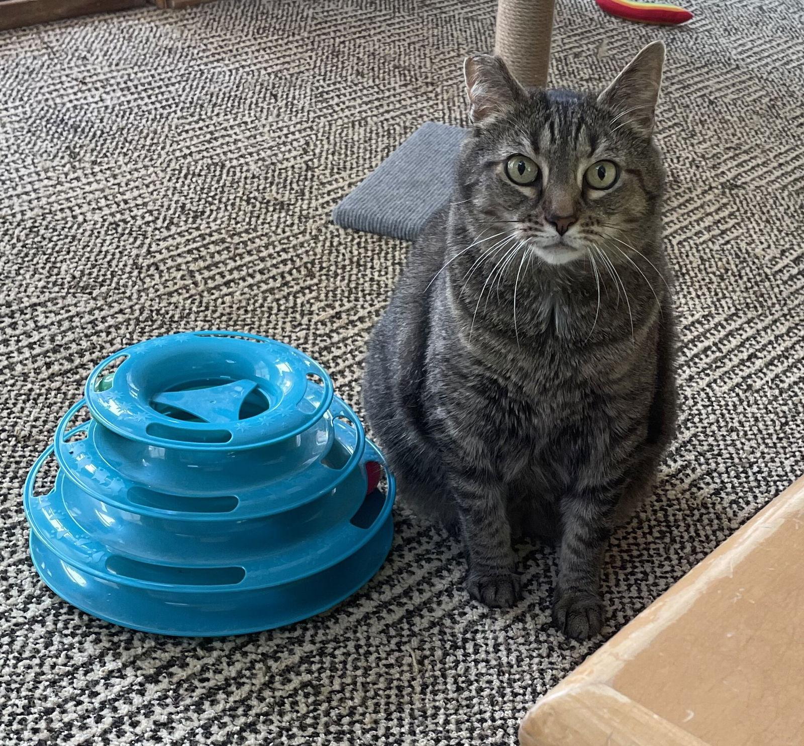 Dorothy, a Adopted Domestic Short Hair in Lutherville, MD image 2/2