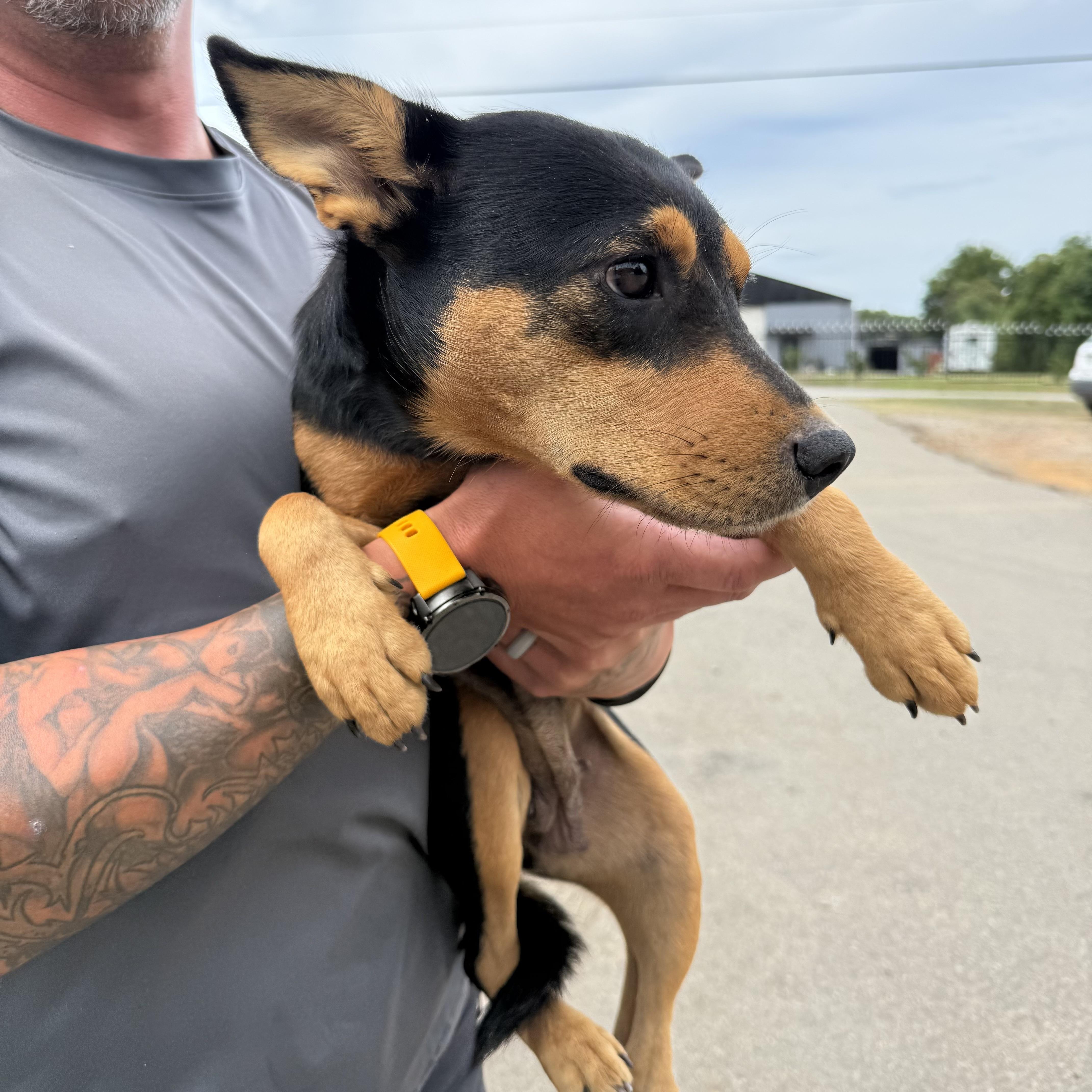 Enlarge Thunder from Down Under, a Adoptable mixed breed in Columbia, SC image 6/6