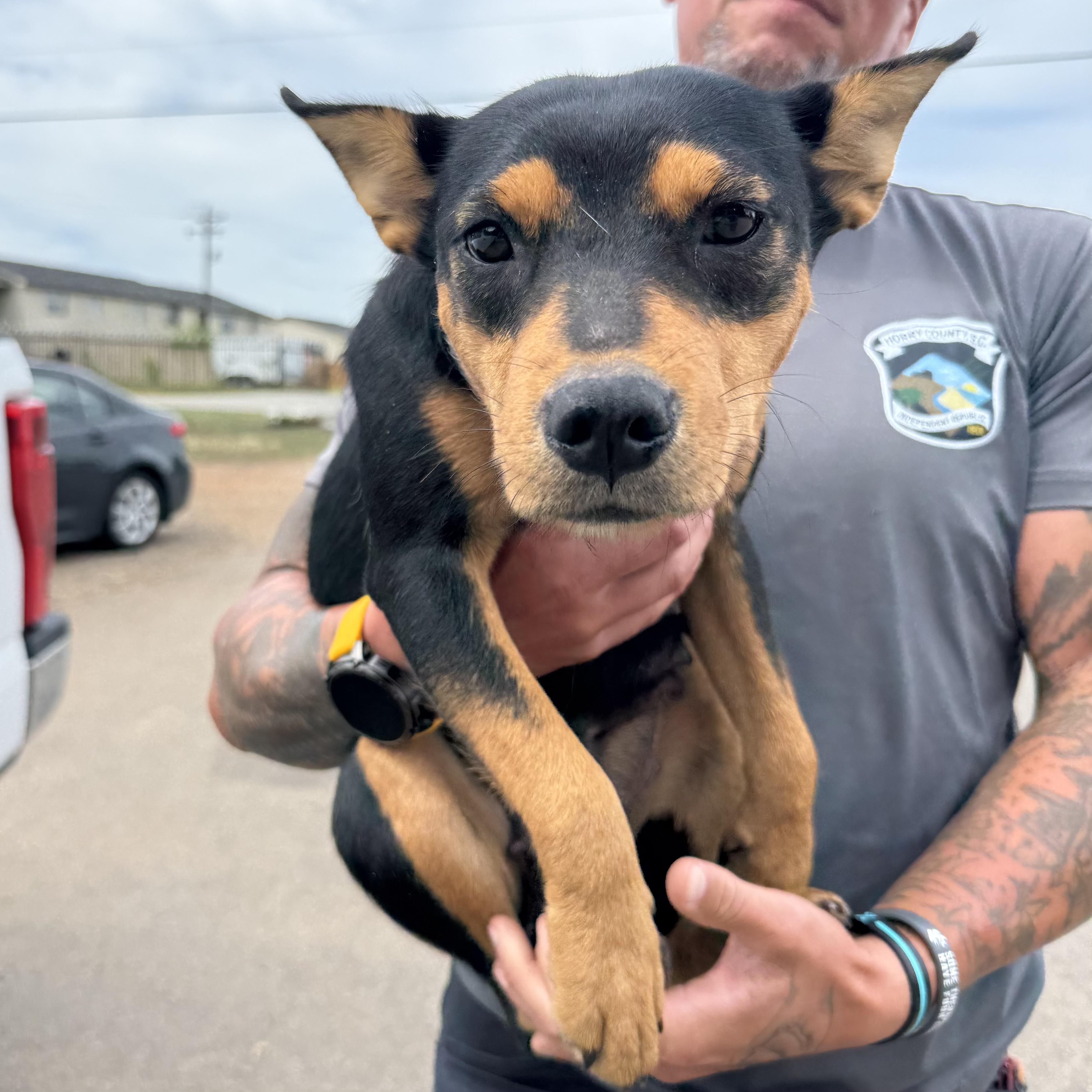 Enlarge Thunder from Down Under, a Adoptable mixed breed in Columbia, SC image 3/6