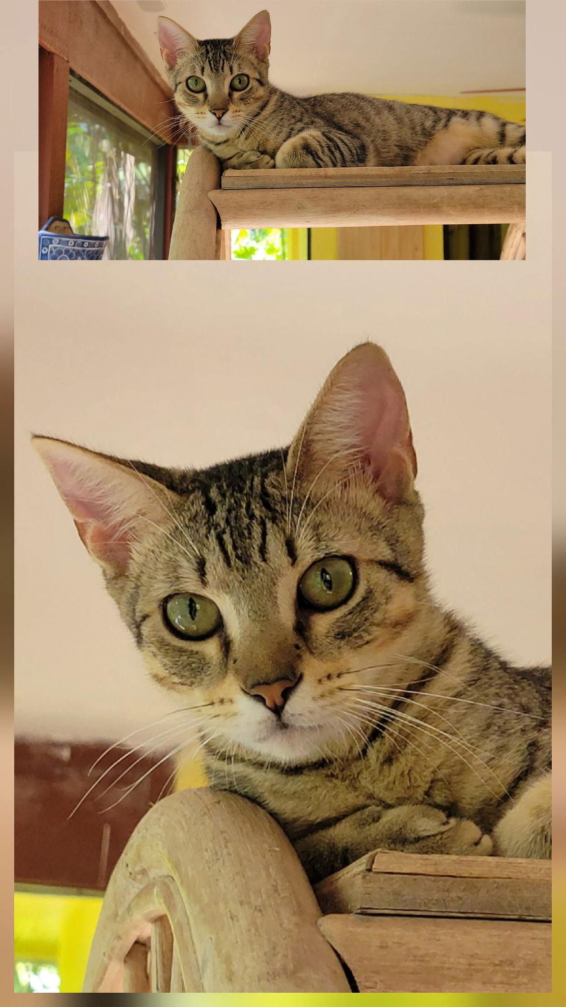 Terri, Adoptable, Young Female Domestic Short Hair.