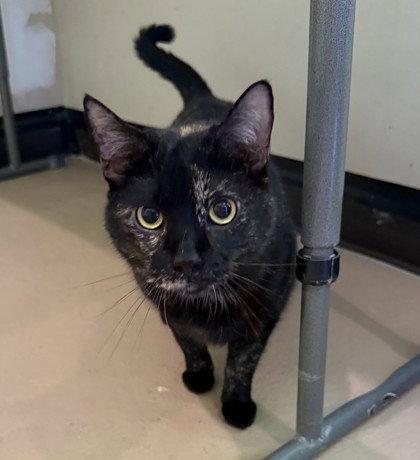 Enlarge Spooky, a Adoptable Domestic Short Hair in Midland, VA image 1/1