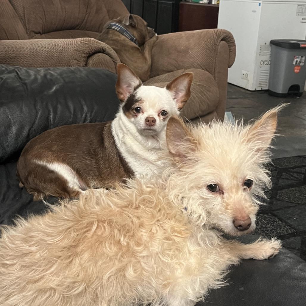 Espuma, Adoptable, Adult Male Poodle & Chihuahua.