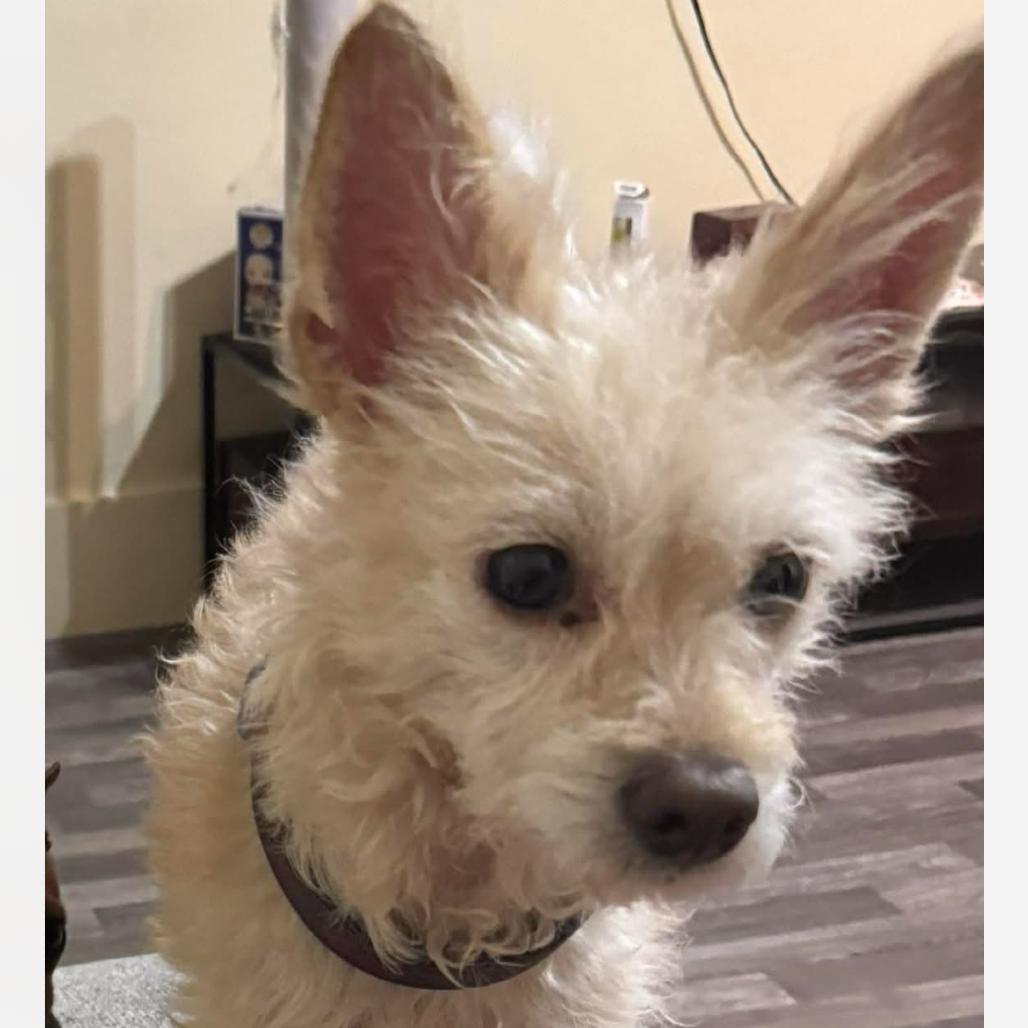 Espuma, a Adoptable mixed breed in Farmersville, OH image 3/4