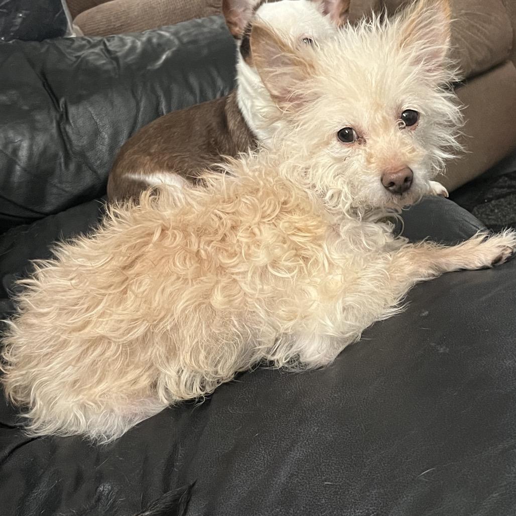 Espuma, a Adoptable mixed breed in Farmersville, OH image 4/4