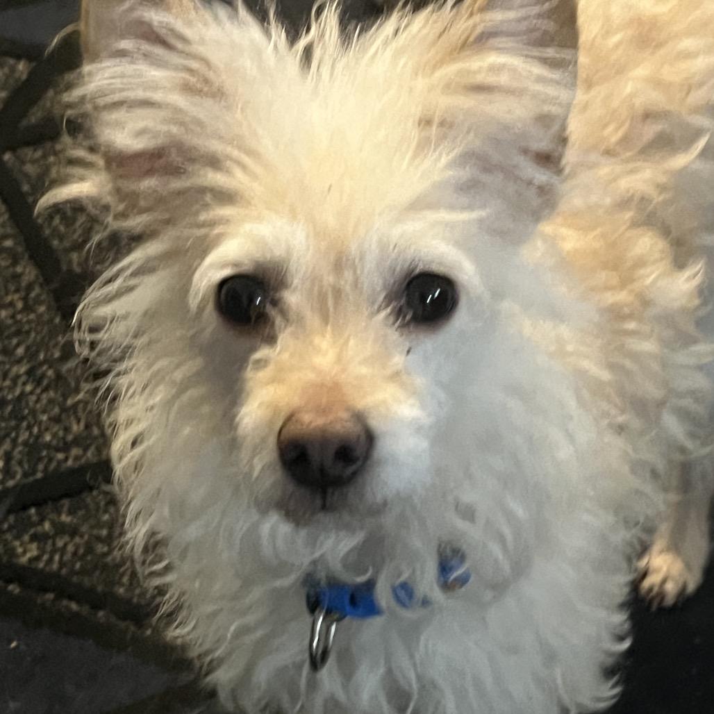 Enlarge Espuma, a Adoptable mixed breed in Farmersville, OH image 5/6
