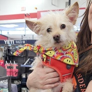 Enlarge Espuma, a Adoptable mixed breed in Farmersville, OH image 6/6