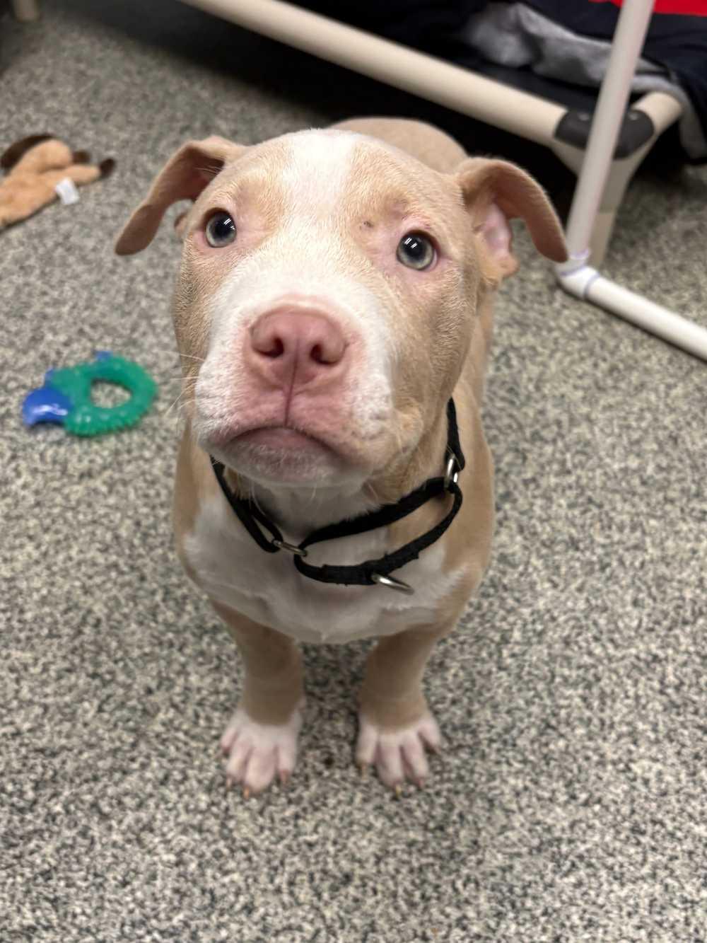 Enlarge Sailor, an adopted mixed breed in Detroit, MI image 4/4