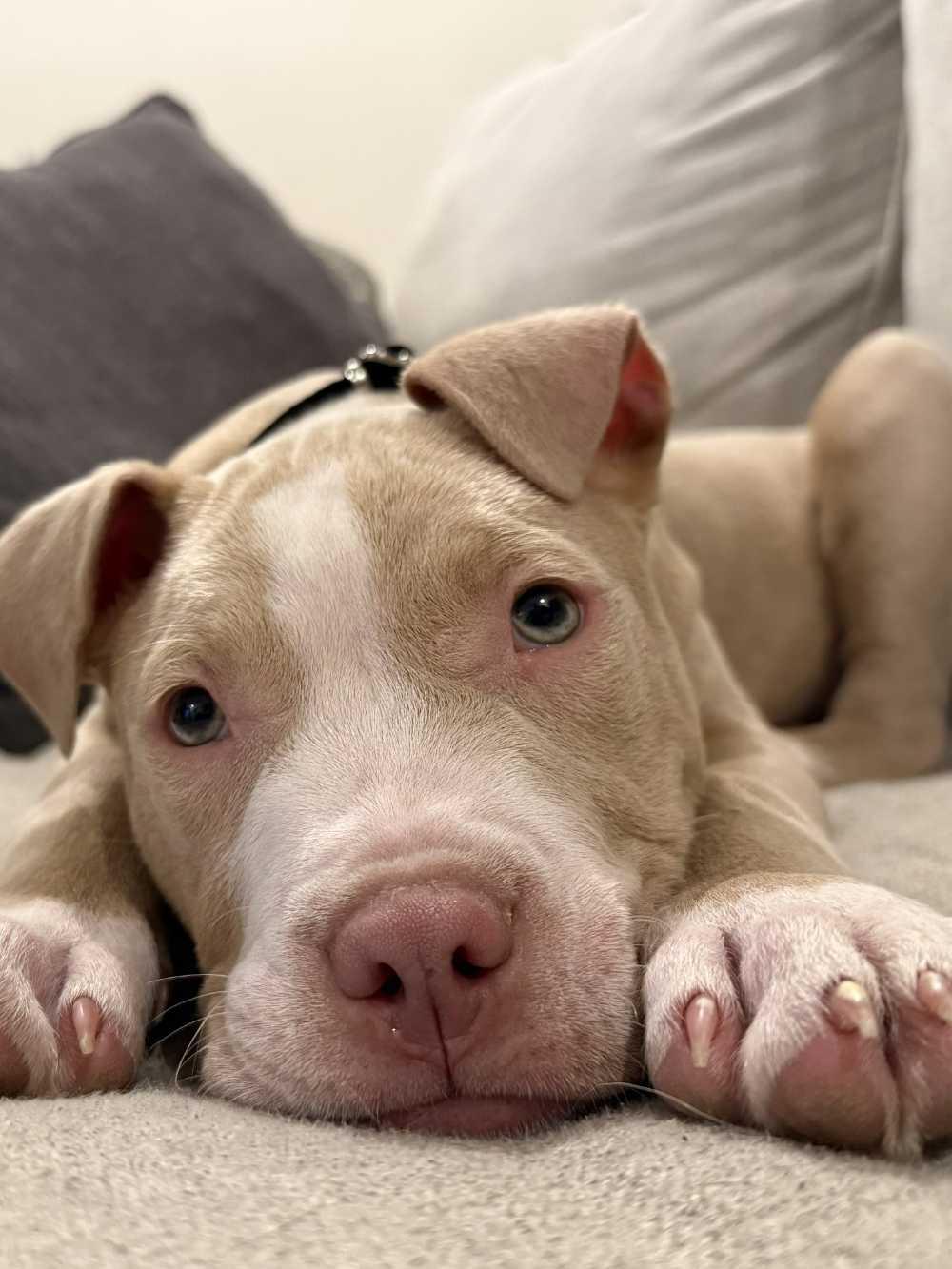 Enlarge Sailor, an adopted mixed breed in Detroit, MI image 3/4