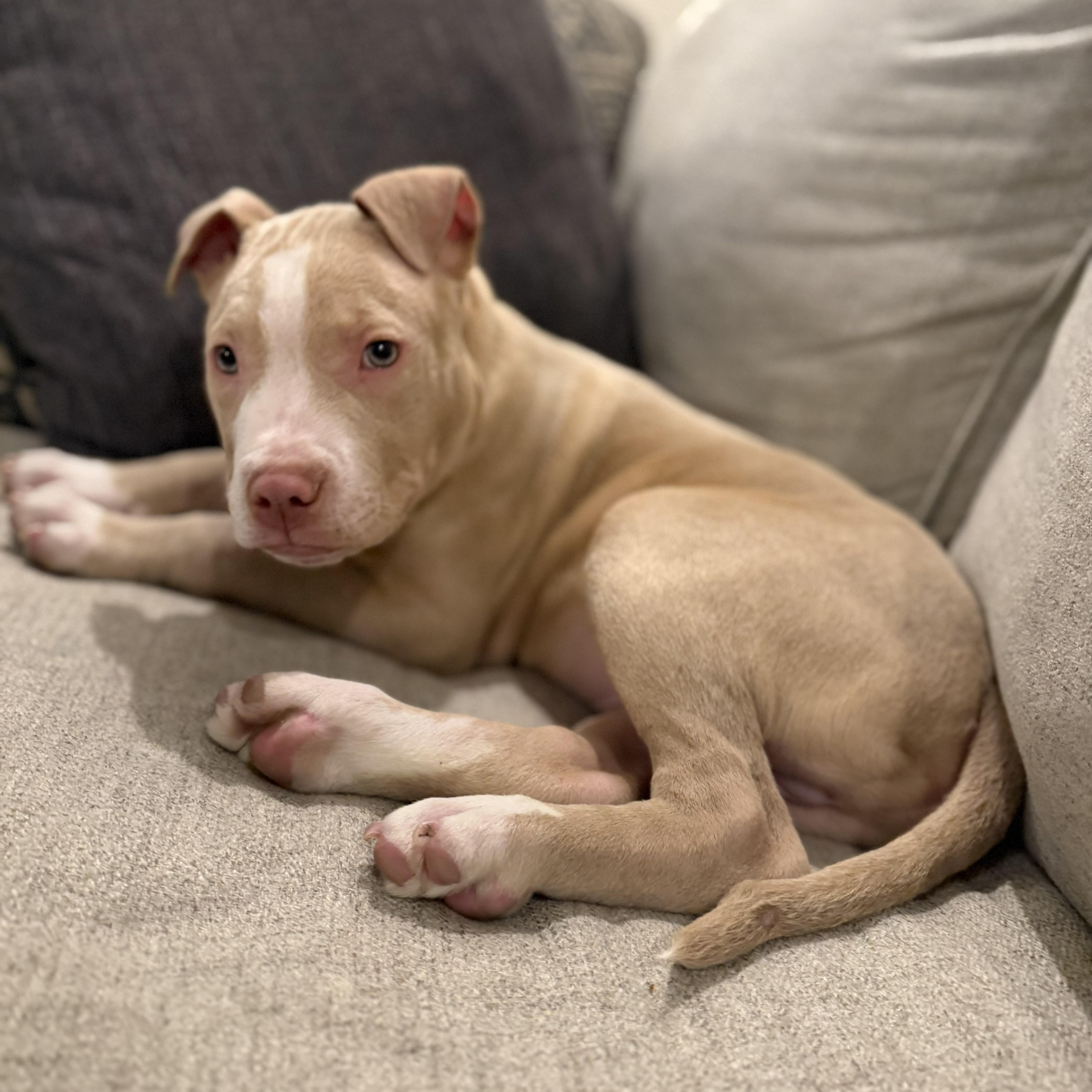 Enlarge Sailor, an adopted mixed breed in Detroit, MI image 1/4