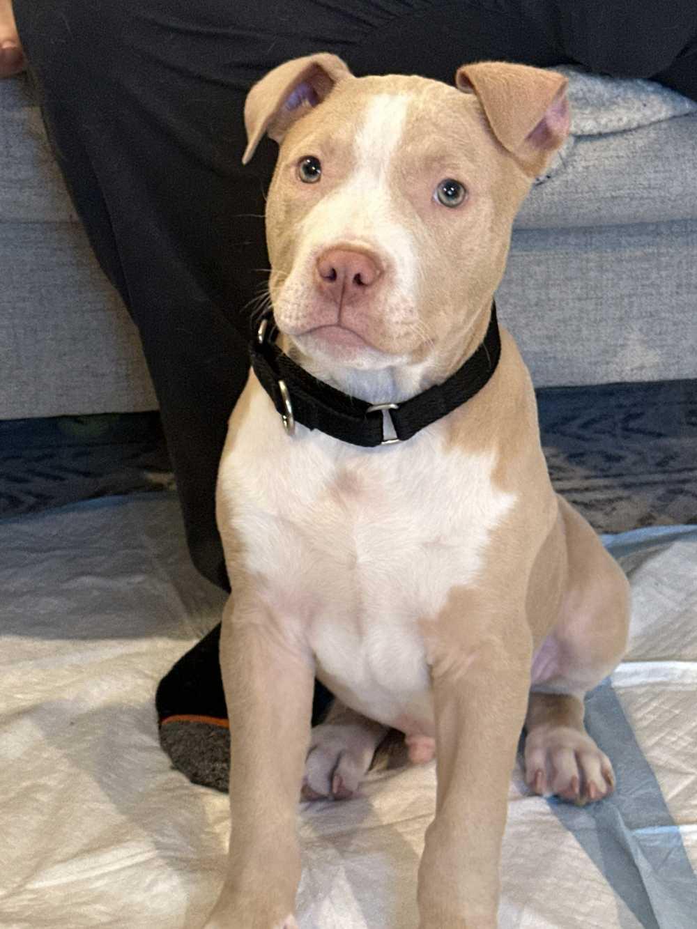 Enlarge Sailor, an adopted mixed breed in Detroit, MI image 2/4