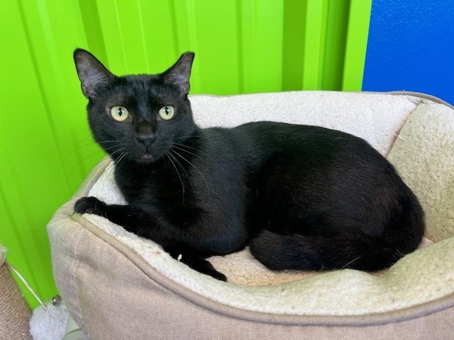 Meri, Adoptable, Adult Female Domestic Short Hair.
