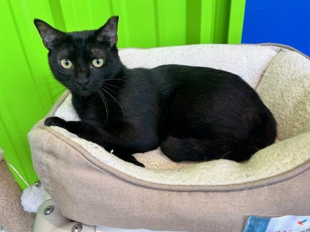 Enlarge Meri, a Adoptable Domestic Short Hair in Tyler, TX image 2/2