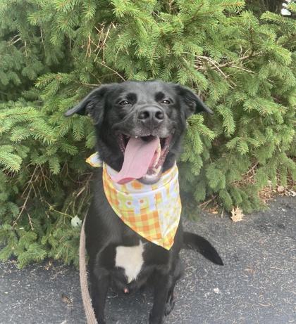 Enlarge Pixel, a Adoptable mixed breed in Columbus, IN image 1/3