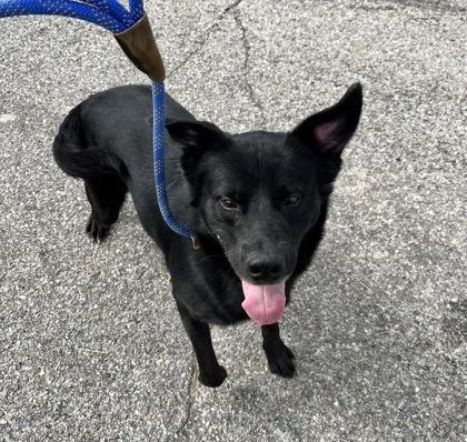 Pixel, Adoptable, Adult Male Labrador Retriever & German Shepherd Dog.