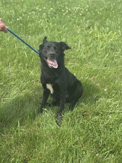 Pixel, a Adoptable mixed breed in Columbus, IN image 2/3