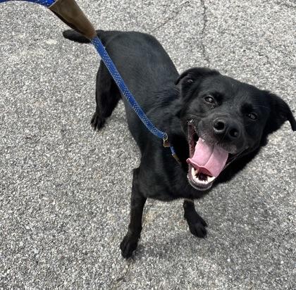 Pixel, a Adoptable mixed breed in Columbus, IN image 3/3