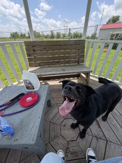 Enlarge Pixel, a Adoptable mixed breed in Columbus, IN image 3/3