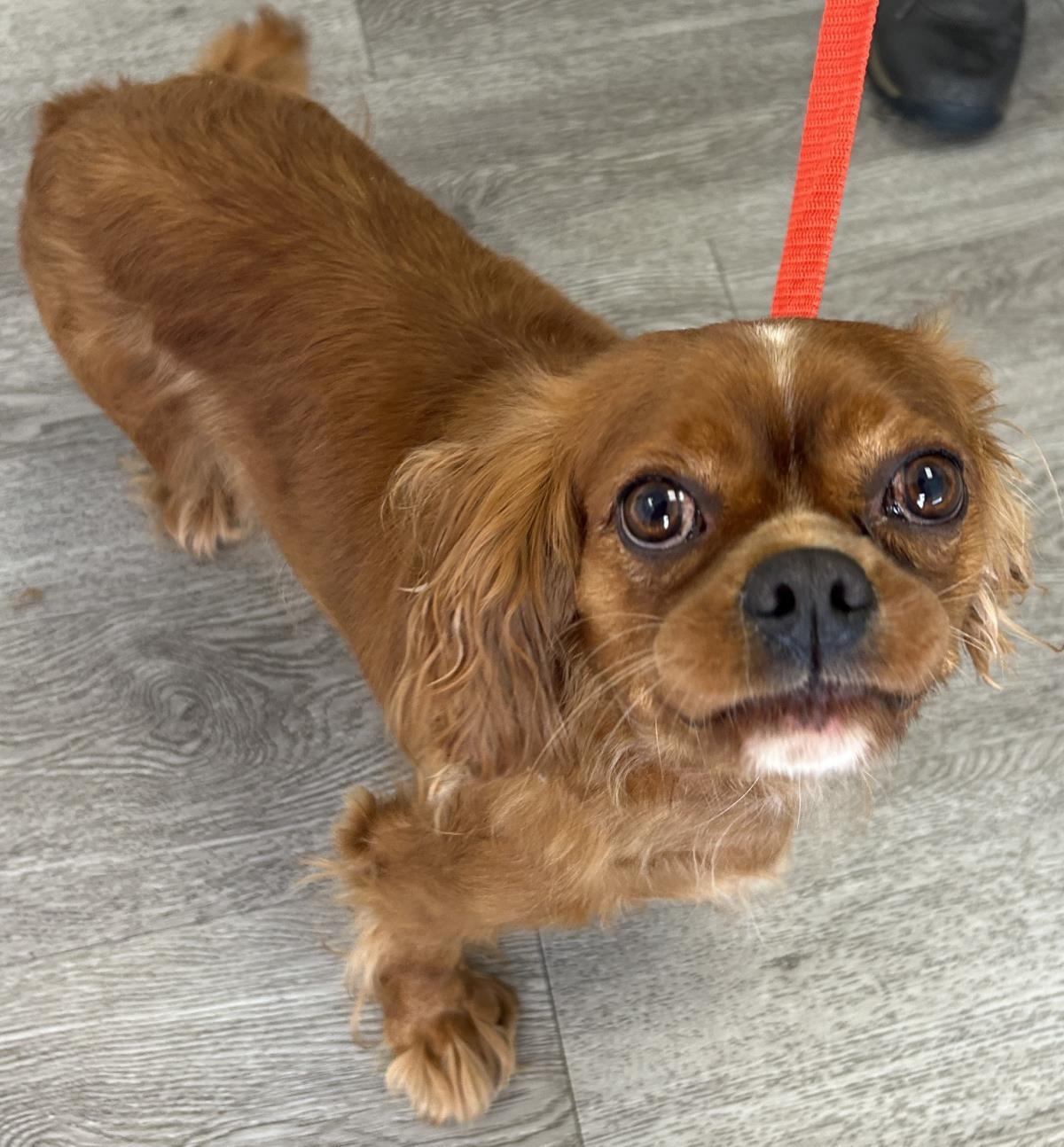 Sage, a Adoptable Cavalier King Charles Spaniel in Westminster, MD image 1/3