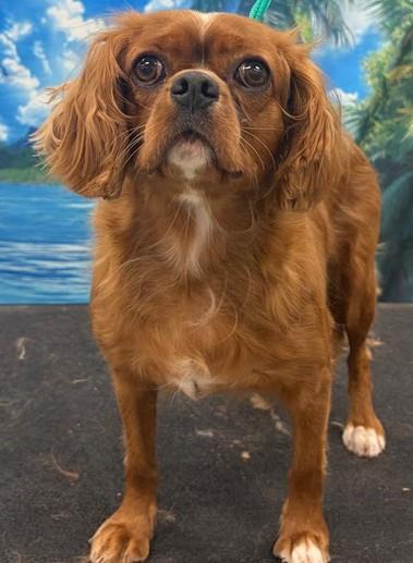 Enlarge Sage, a Adoptable Cavalier King Charles Spaniel in Westminster, MD image 2/3