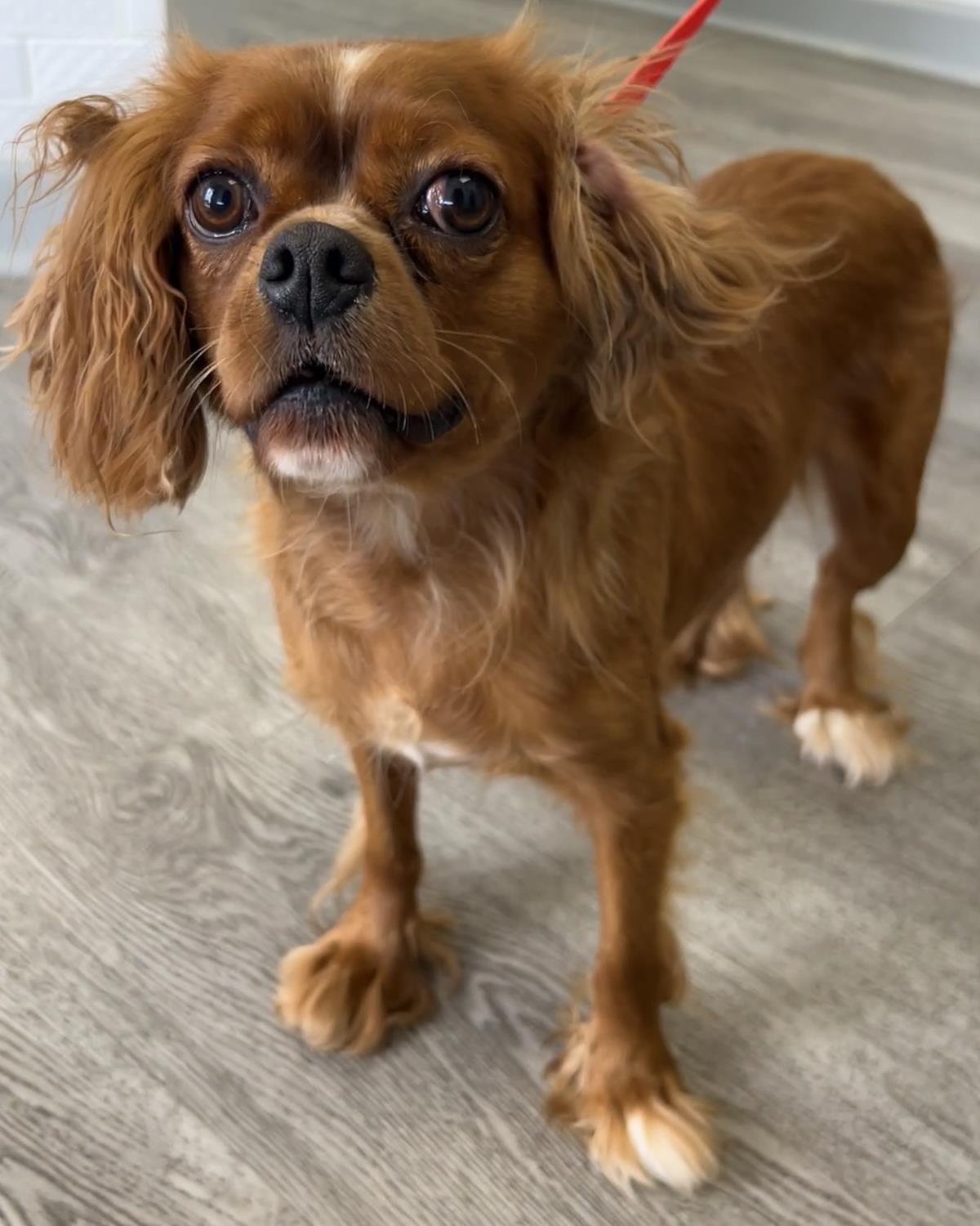 Sage, a Adoptable Cavalier King Charles Spaniel in Westminster, MD image 2/3