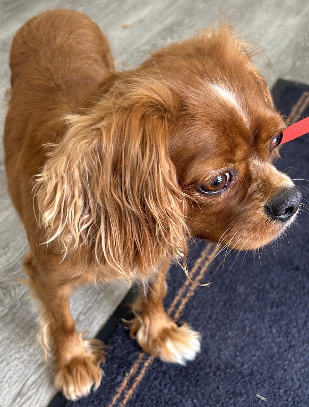 Sage, a Adoptable Cavalier King Charles Spaniel in Westminster, MD image 3/3