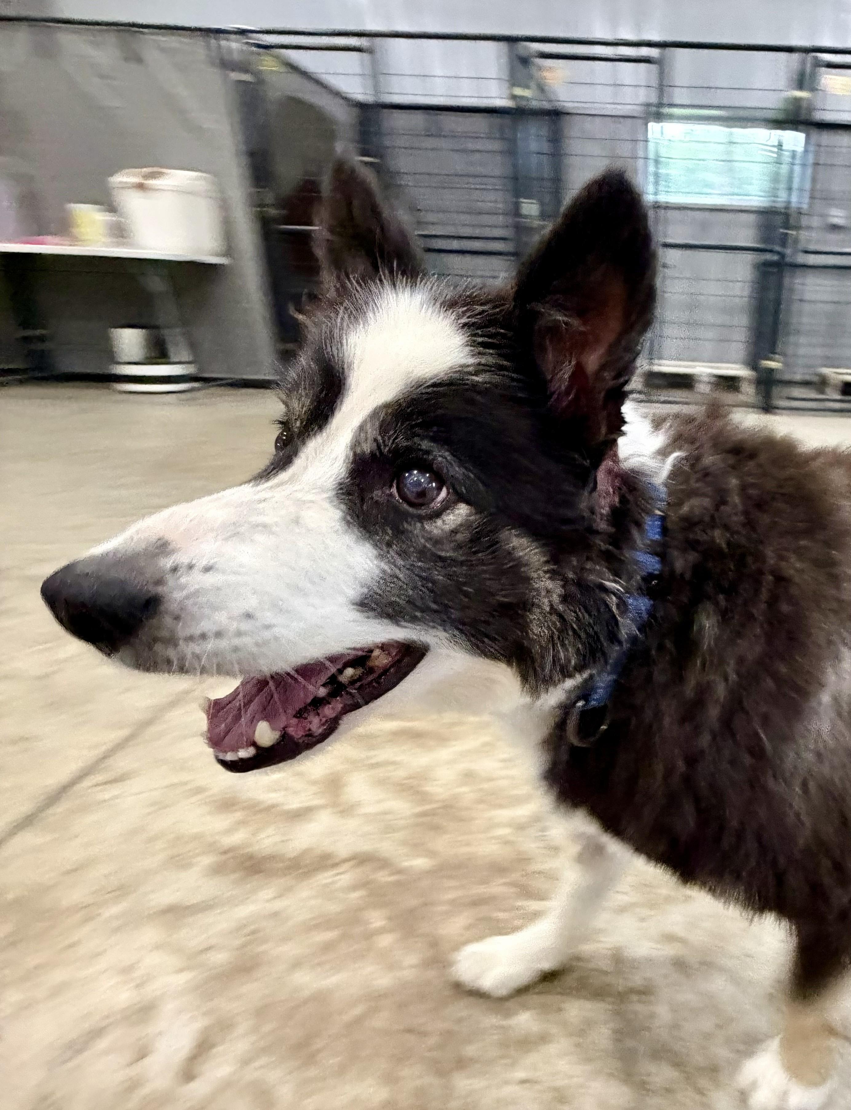 Enlarge Dakota, a ADOPTABLE Border Collie in Seymour, IN image 2/4