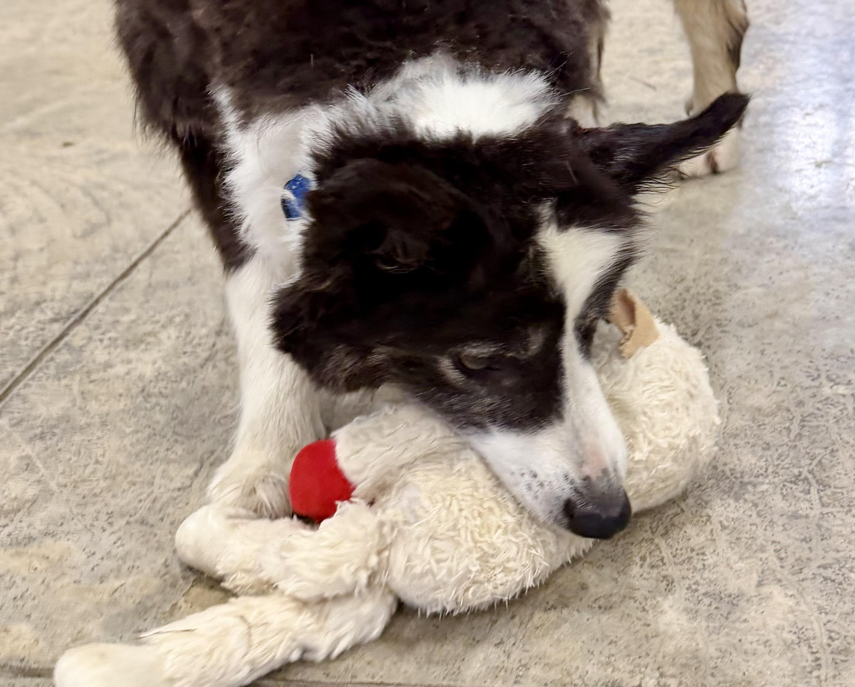 Enlarge Dakota, a ADOPTABLE Border Collie in Seymour, IN image 3/4