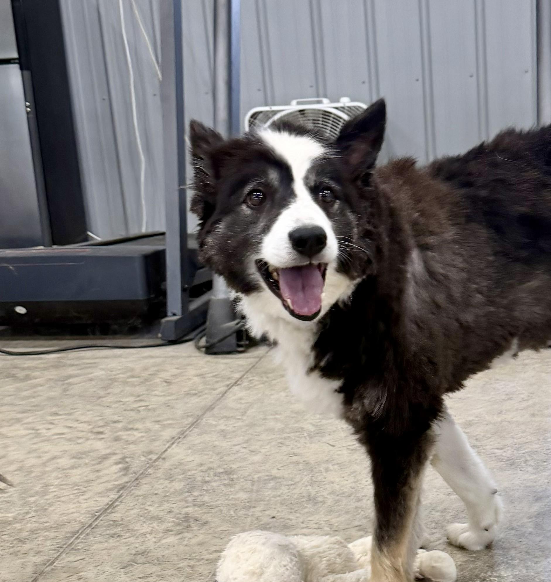 Enlarge Dakota, a ADOPTABLE Border Collie in Seymour, IN image 4/4