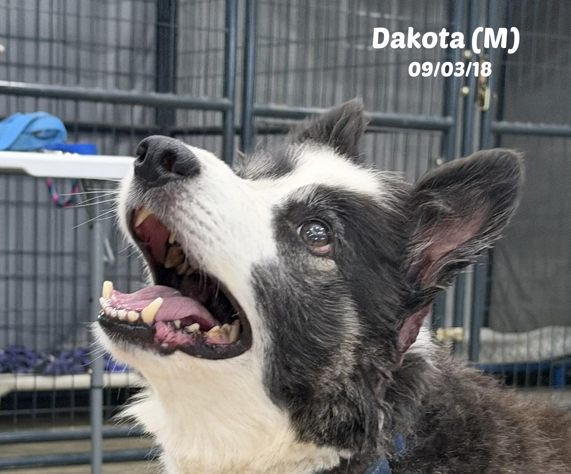 Dakota, ADOPTABLE, Senior Male Border Collie.
