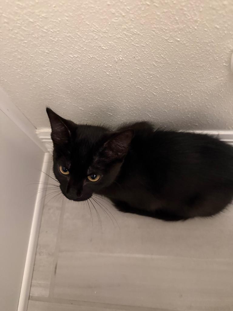 Lucy, Adoptable, Kitten Female Domestic Short Hair.