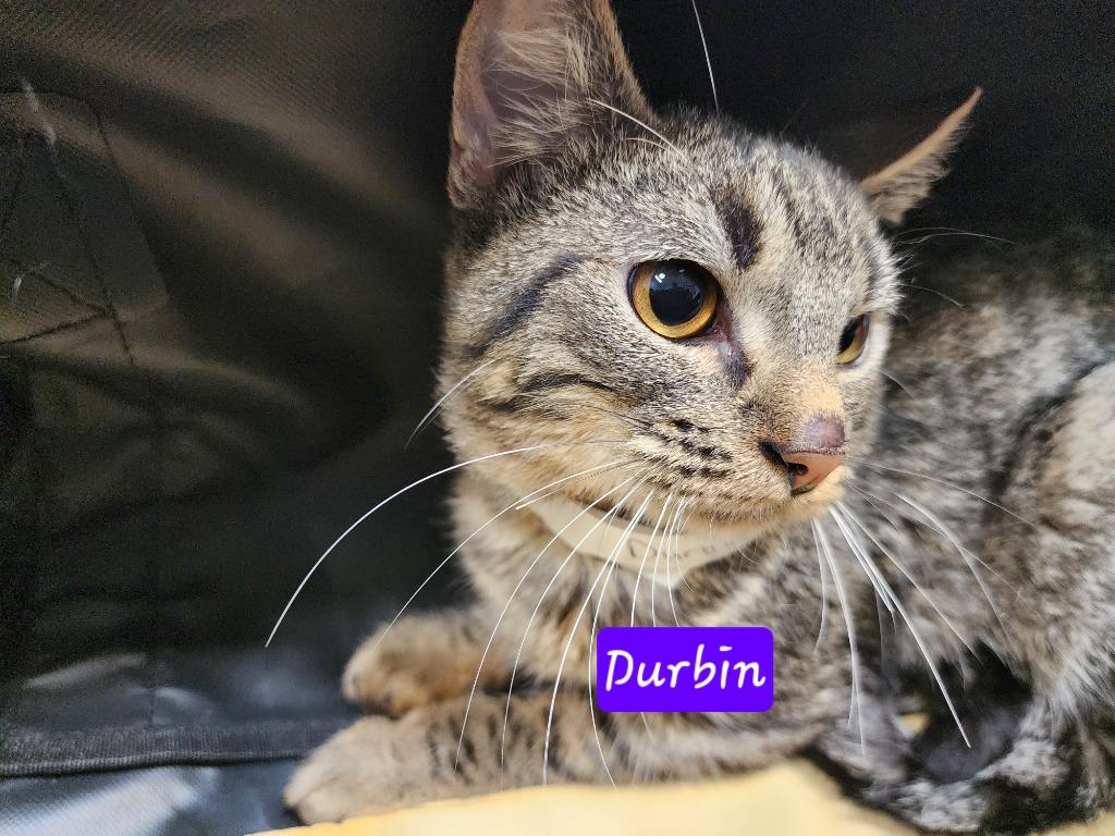 Durbin, Adoptable, Young Male Domestic Short Hair.