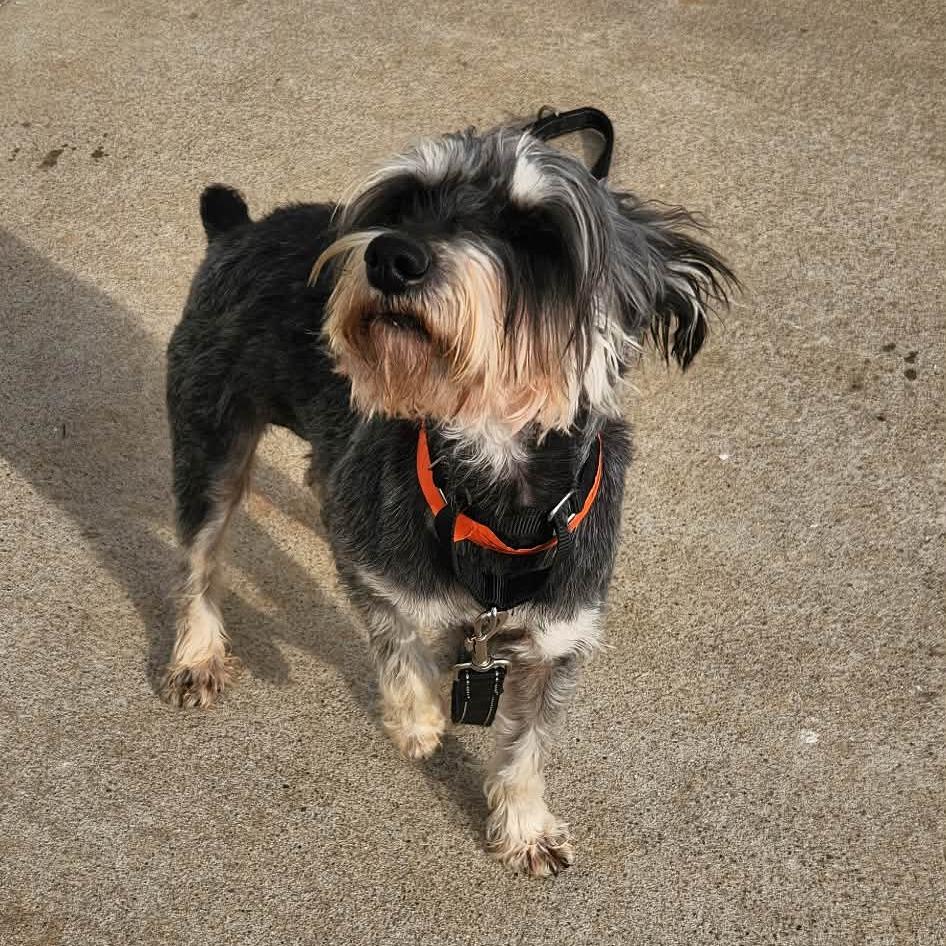 Enlarge Jody - Missouri (JA26-109), a Adoptable Schnauzer in Peyton, CO image 1/6