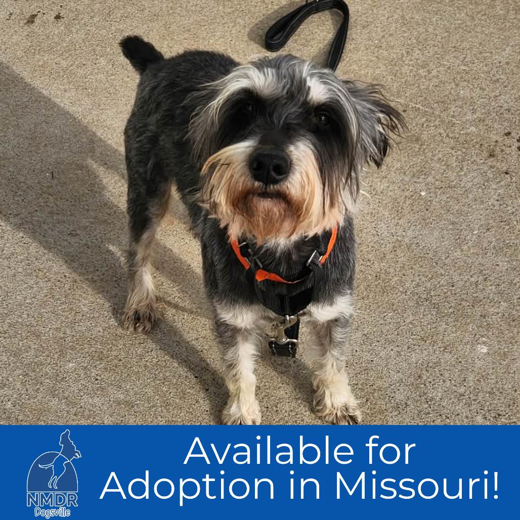 Enlarge Jody - Missouri (JA26-109), a Adoptable Schnauzer in Peyton, CO image 2/6