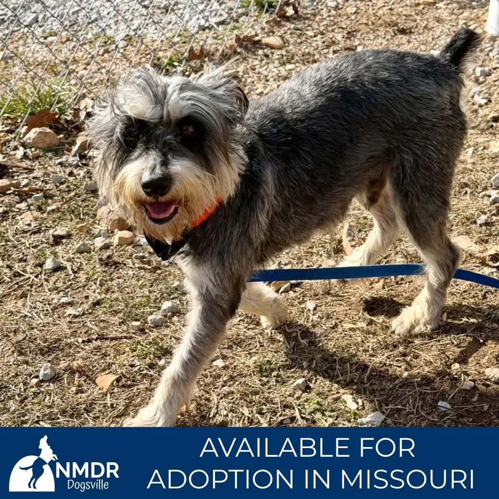 Enlarge Jody - Missouri (JA26-109), a Adoptable Schnauzer in Peyton, CO image 3/6