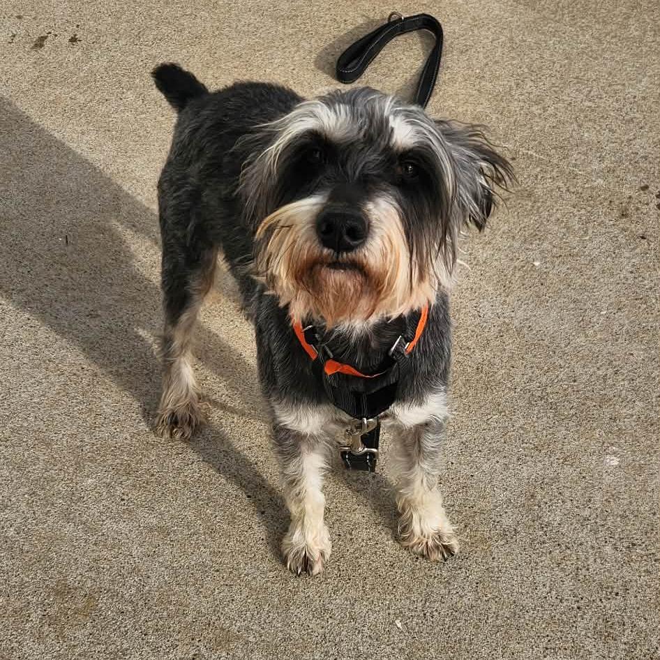 Enlarge Jody - Missouri (JA26-109), a Adoptable Schnauzer in Peyton, CO image 4/6