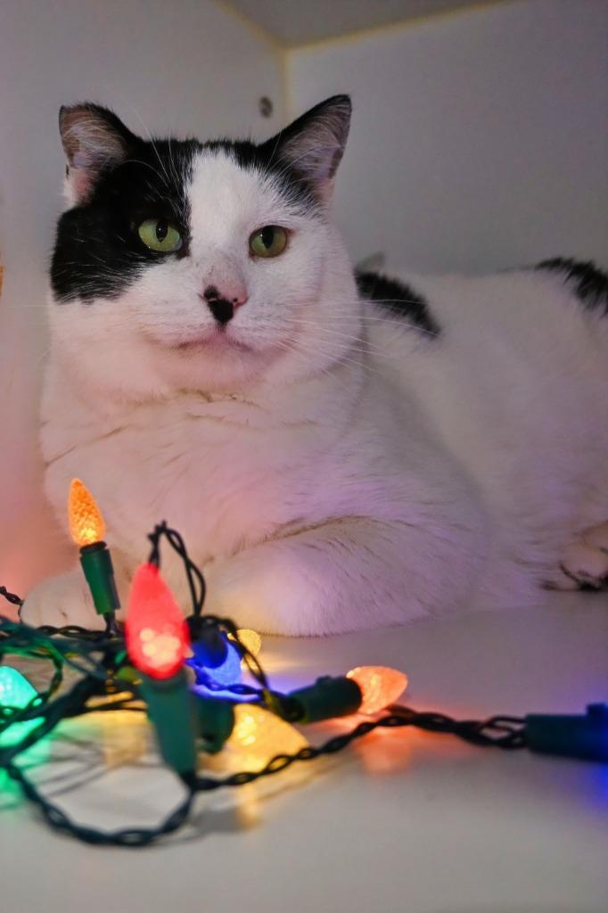 COW CAT, Adoptable, Adult Male Domestic Short Hair.