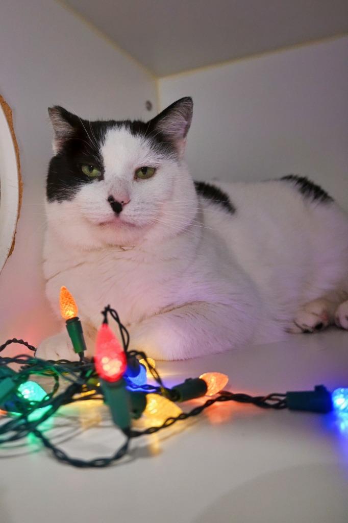 COW CAT, a Adoptable mixed breed in Ashland, WI image 2/4