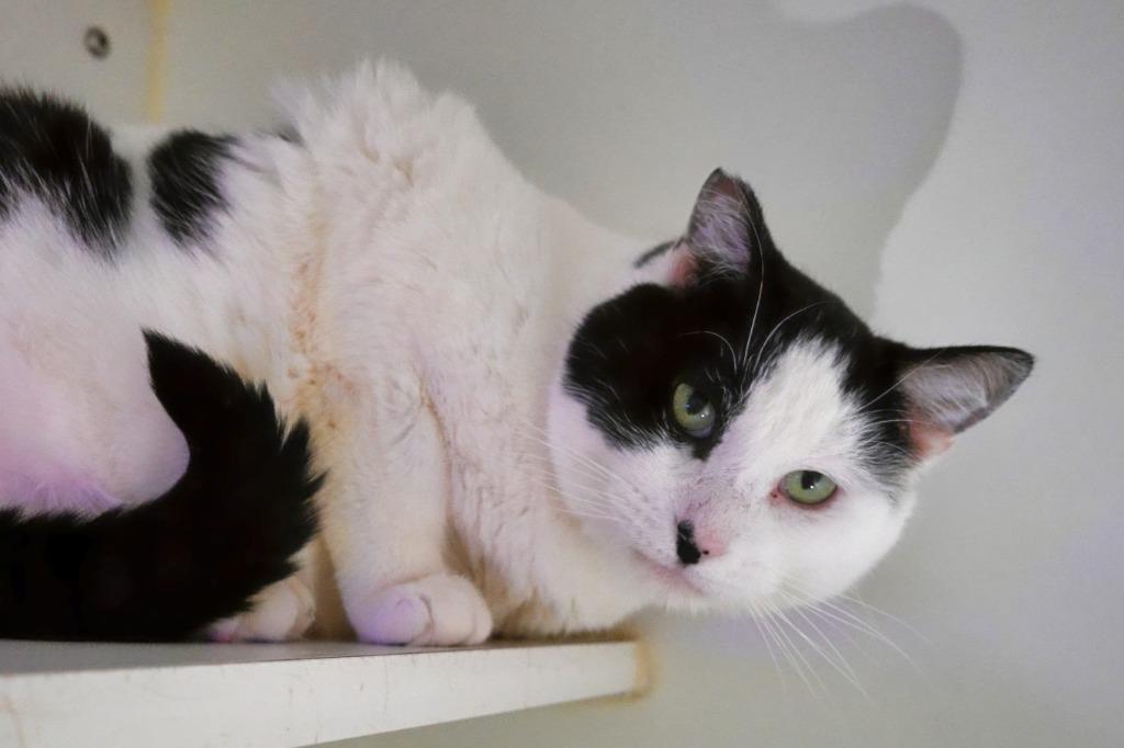 COW CAT, a Adoptable mixed breed in Ashland, WI image 4/4