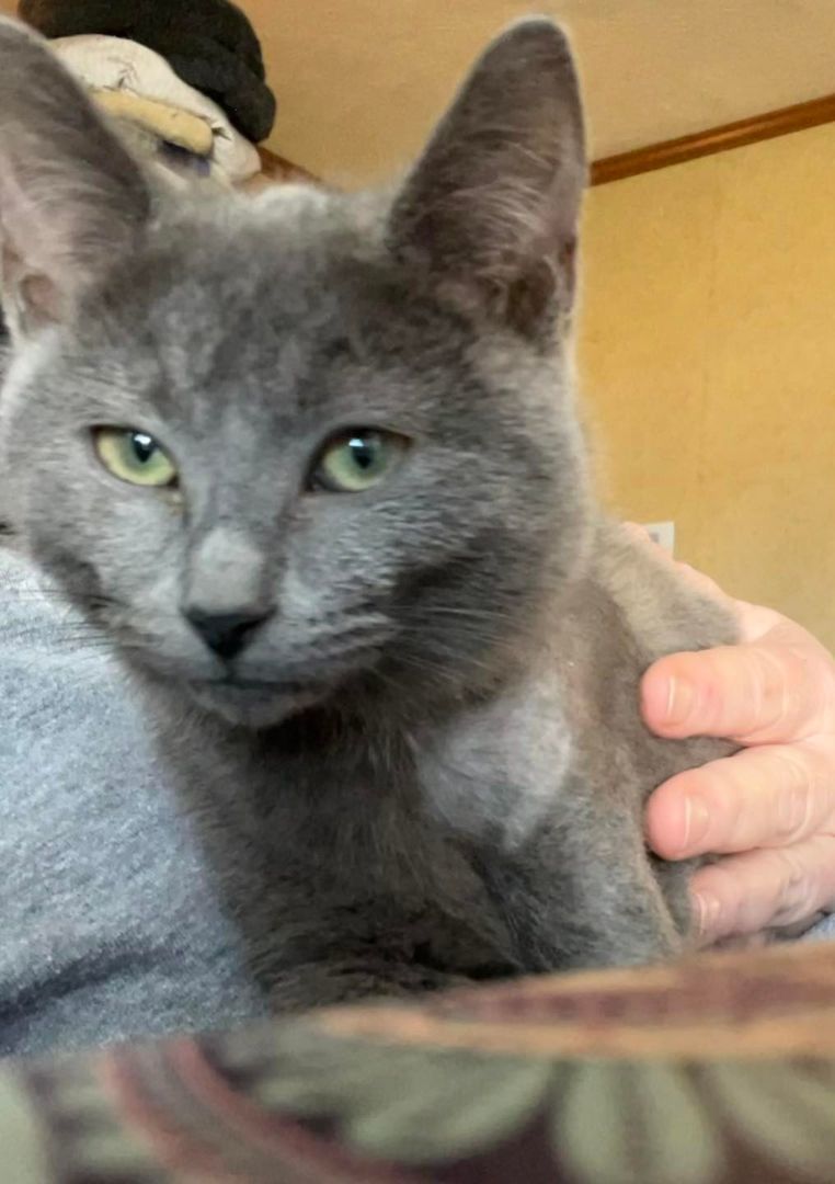 Dove, a Adoptable Domestic Medium Hair in Richmond Dale, OH image 1/5